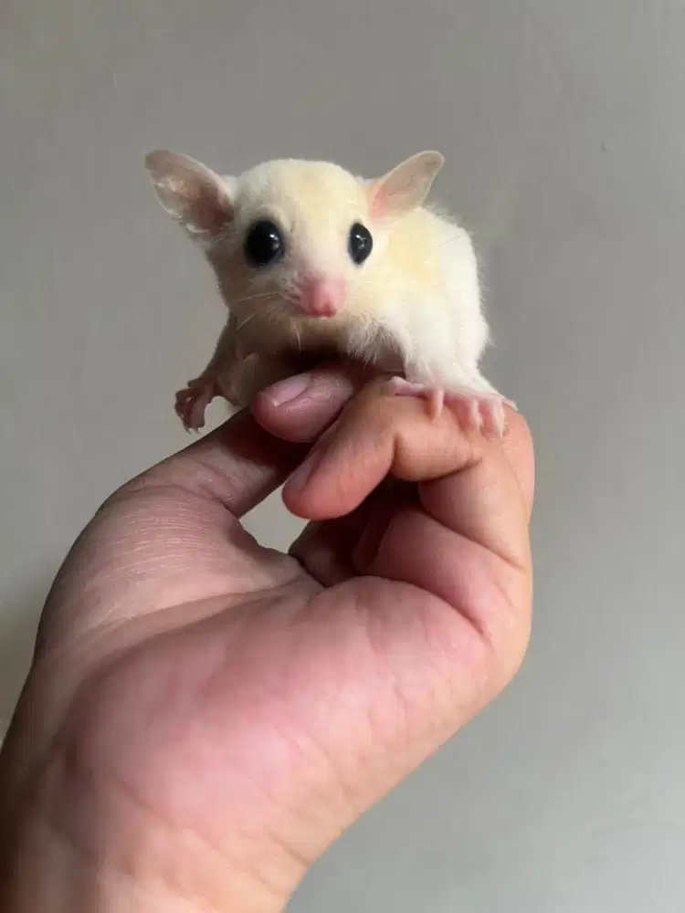 Sugar glider leucistic