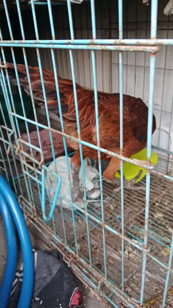 Ayam betina gendut bangkok