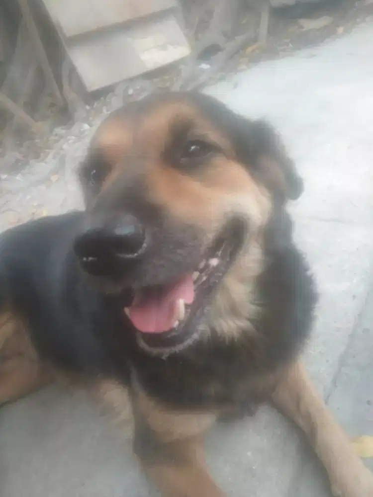 Anjing (Mixbreed)