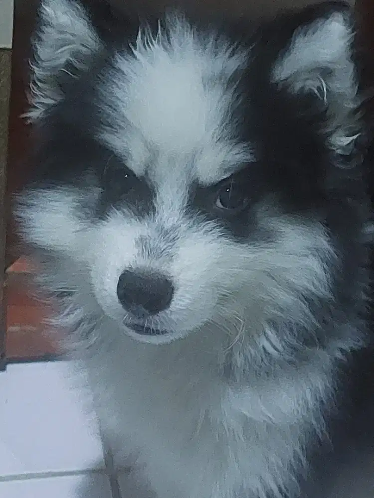 Siberian Husky premium puppy Male(long hair)