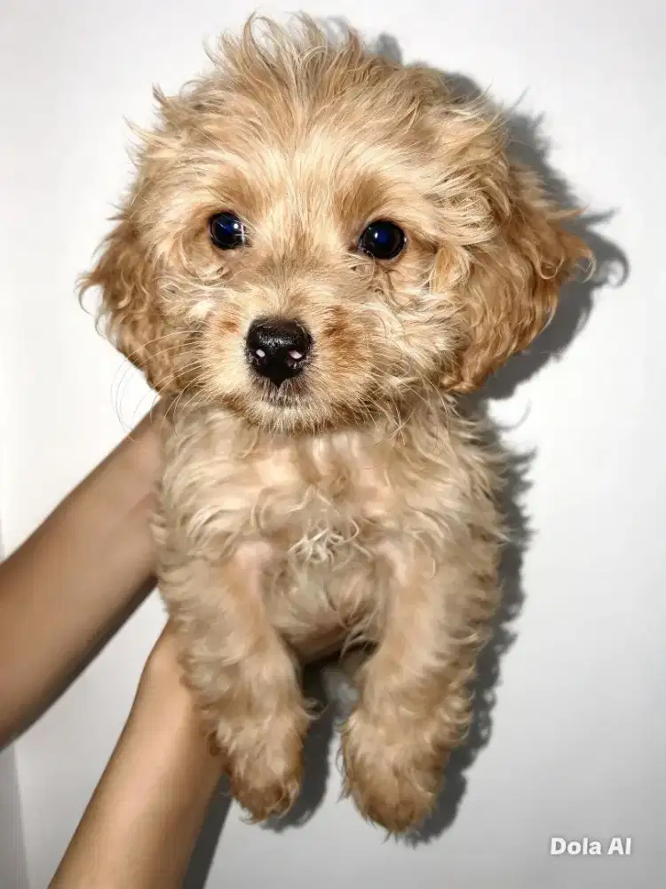Jual puppies anjing Maltipo lucu, lincah
