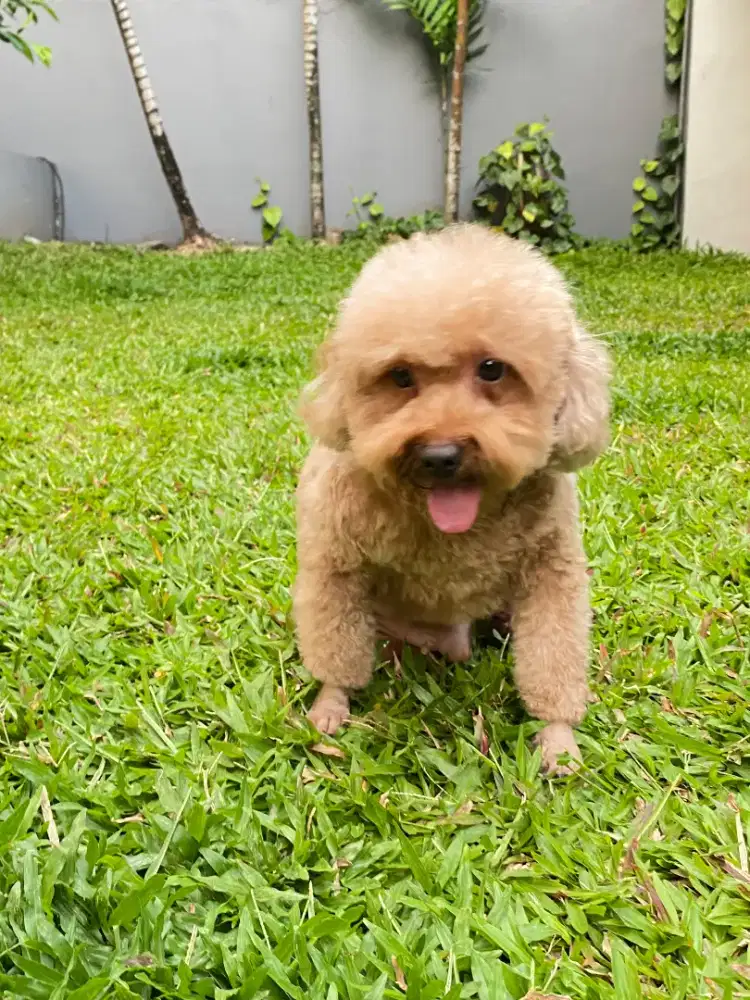 Mini Poodle Jantan