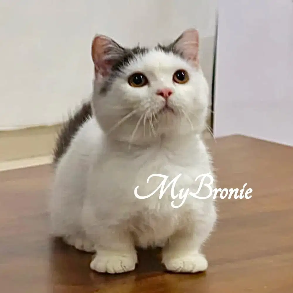 Kucing munchkin british shorthair betina