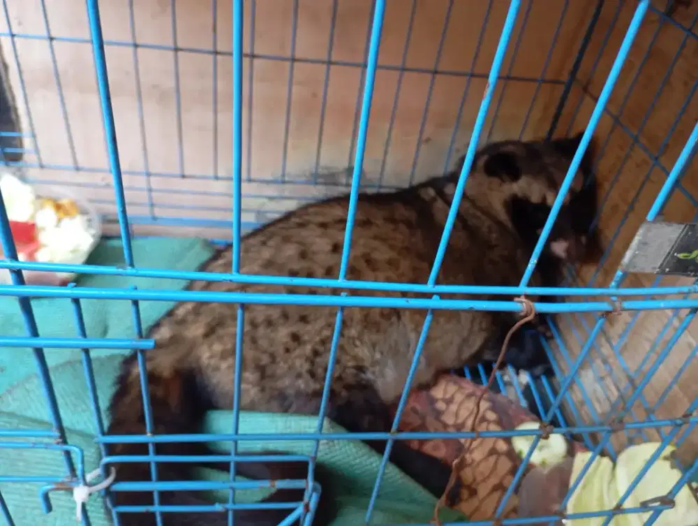 Luwak pandan Jantan