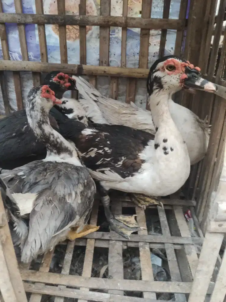 entok kuyuk jantan