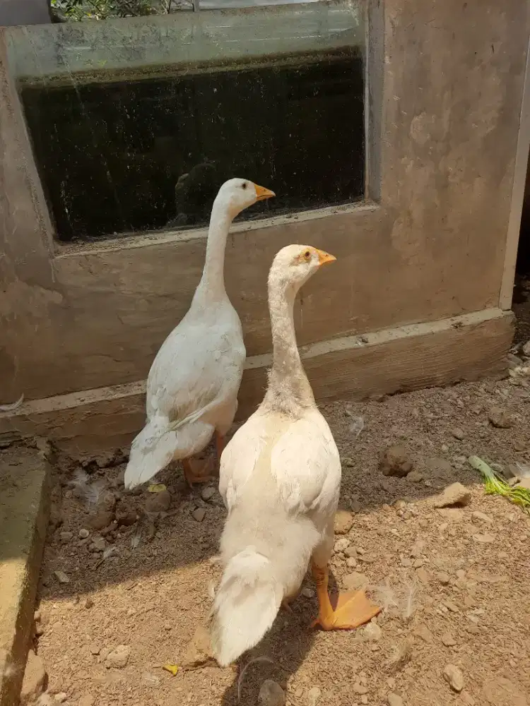 Sepasang anakan soang putih