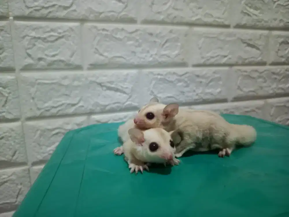 Sugar glider Cremino