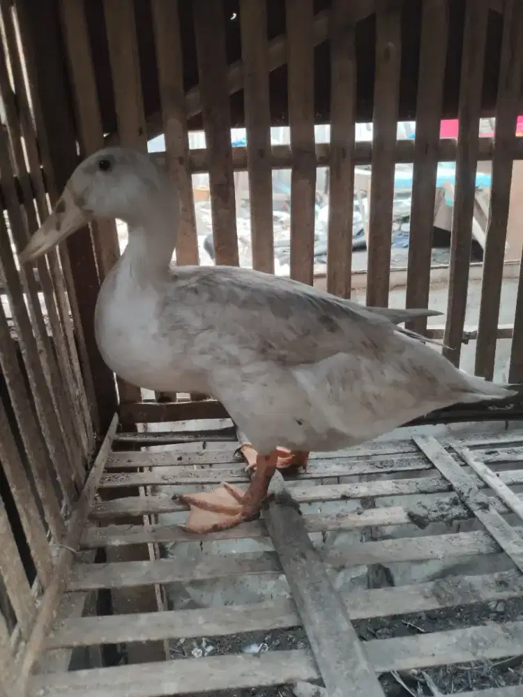 bebek putih peking