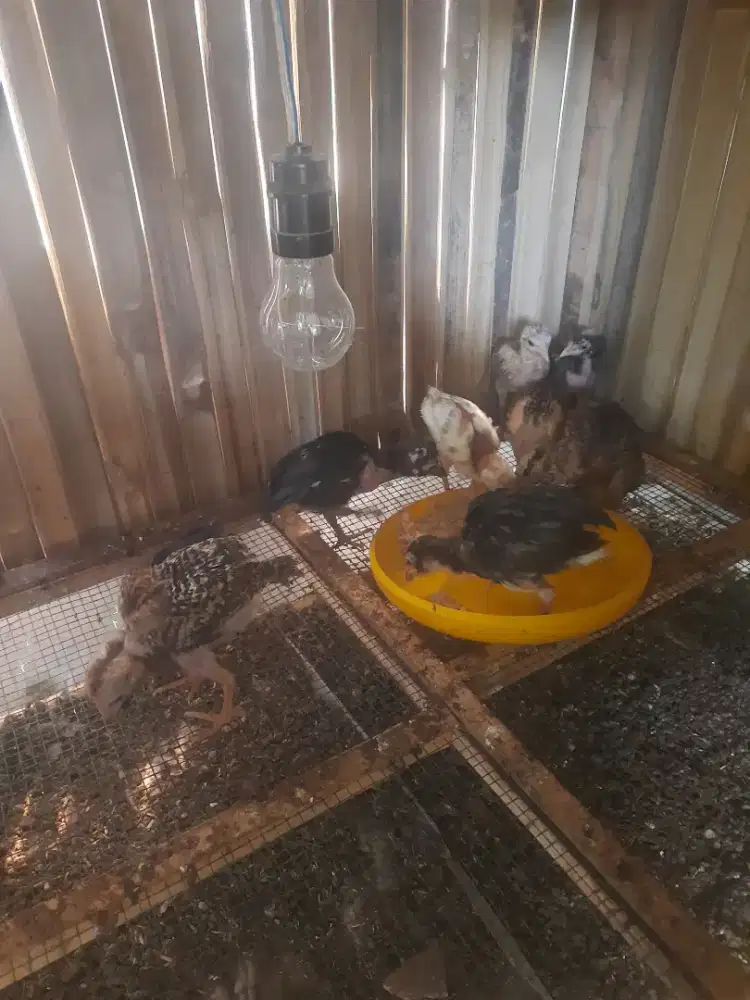Anakan ayam kampung asli 9 ekor usia -+ 2 minggu
