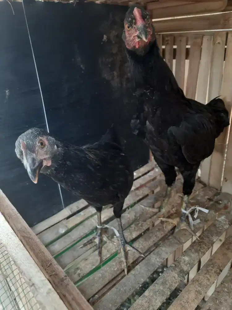 sepasang ayam kampung