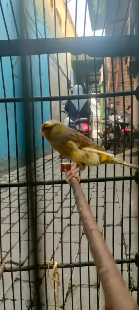 Kenari pejantan fiys ngisi