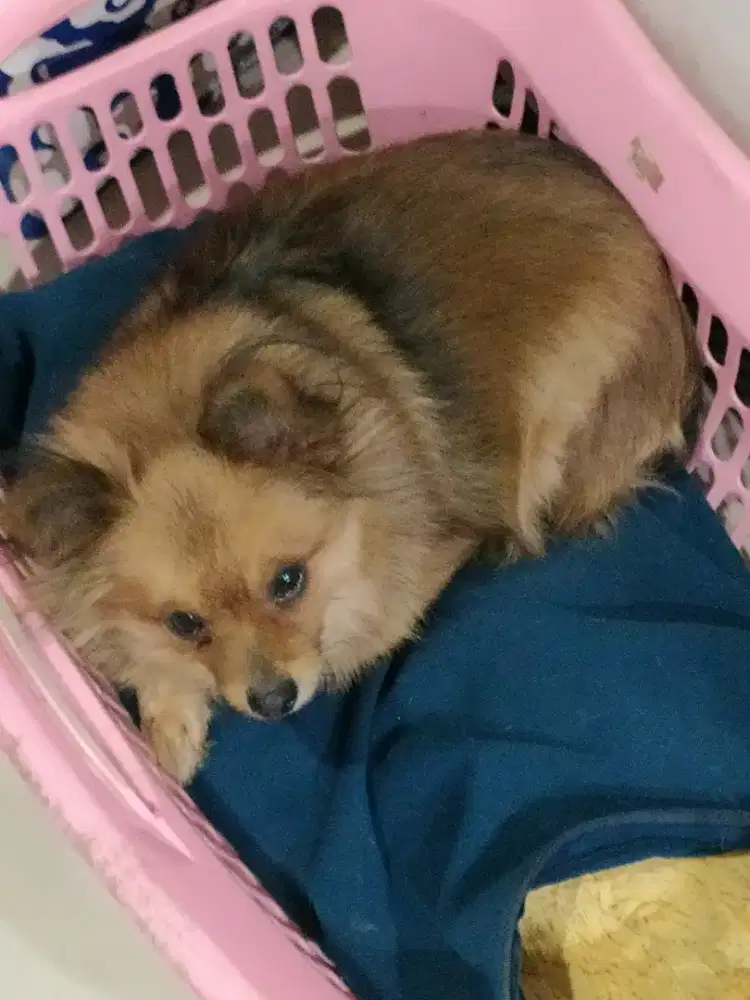 Anjing Pomerian