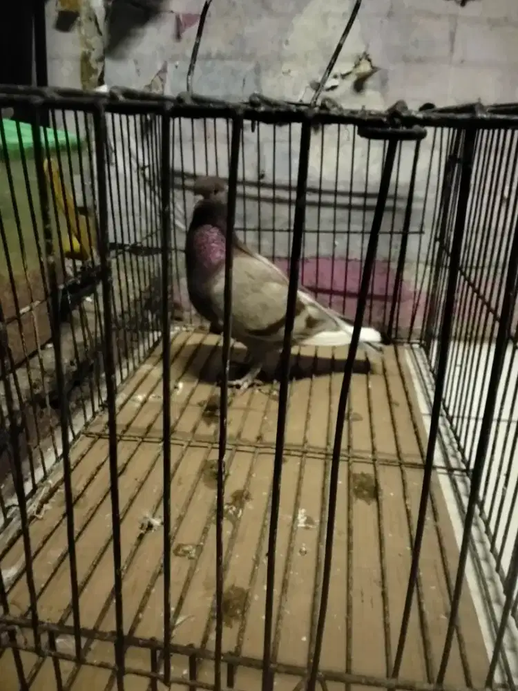 Jual burung dara cewean kelabu selap jambul 80 ribu