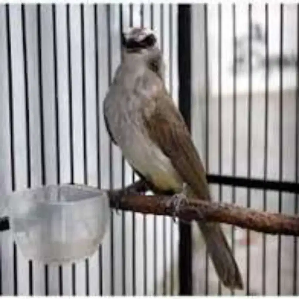 Burung trucuk jantan