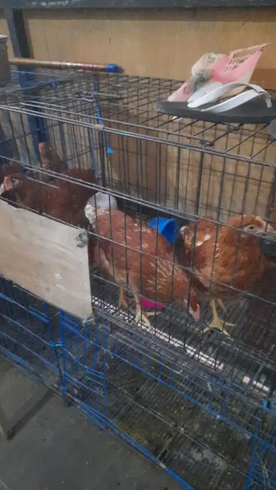 Ayam petelur usia 5 bulan sudah vaksin