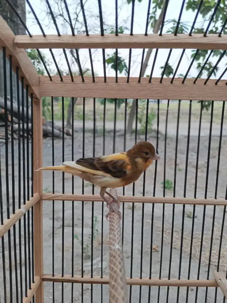 Kenari Paud lokalan