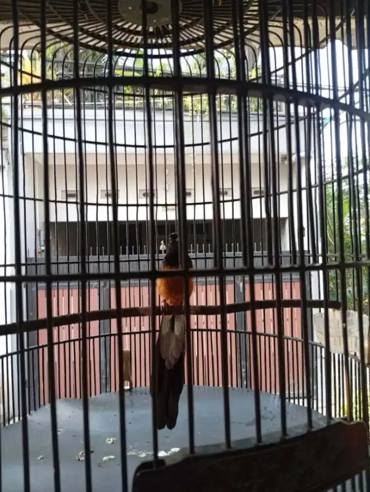 Burung murai medan