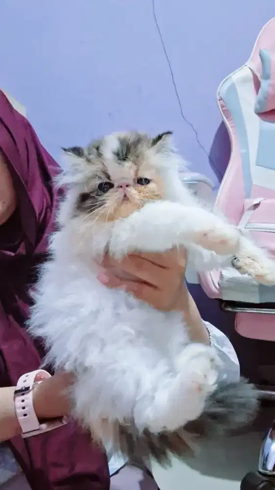 Kucing peaknose 2,5bln calico
