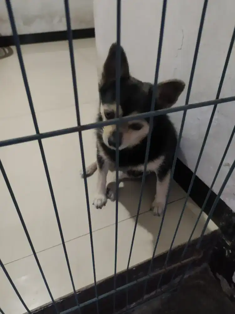 Open adopt guguk