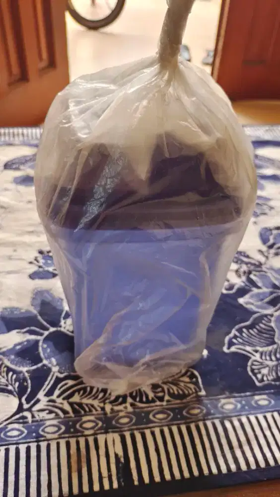 Tupperware tempat asinan