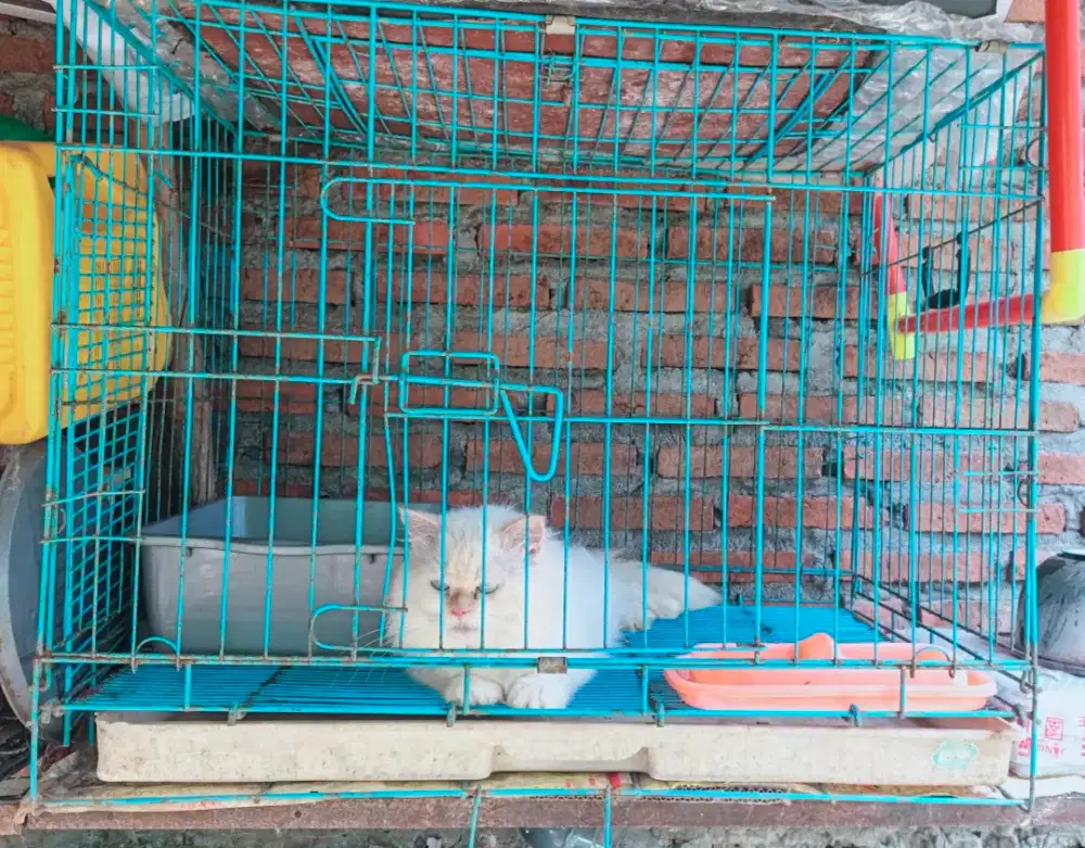 Kandang kucing medium ukuran 75x50x60