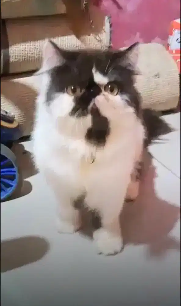 Kucing peaknose betina