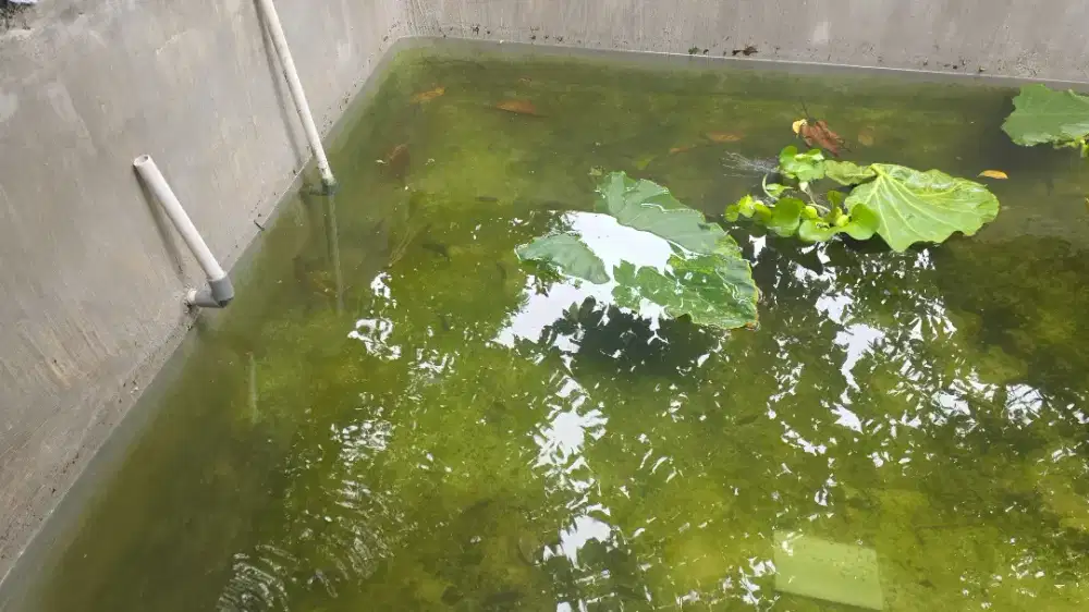 Jual benih ikan gurami hitam dan merah