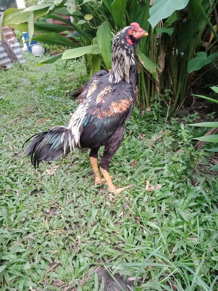 Dijual Ayam Siam Muda