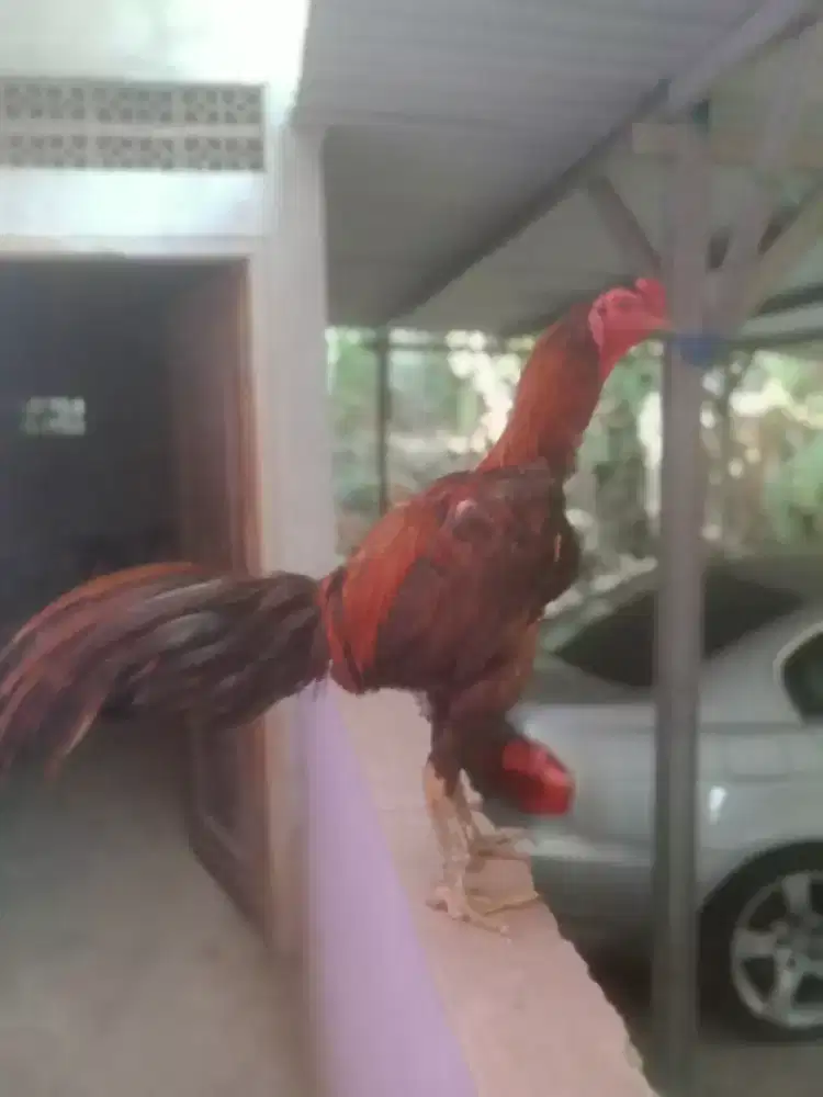 Ayam Brazil  win 1 x murah Monggo