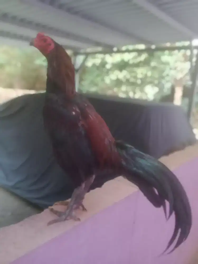 Ayam Vietnam magon muda mantap