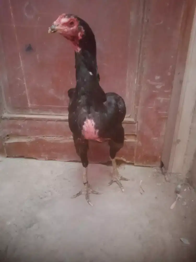 A ya mnsamo Eropa line zuter murah betina