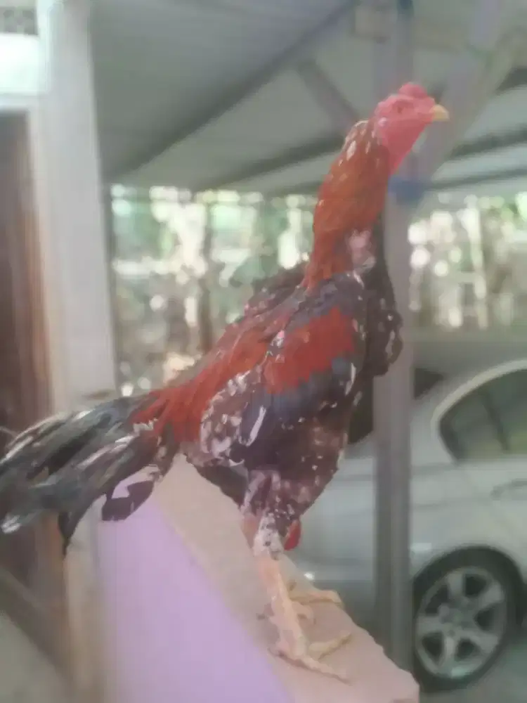 Ayam pukheut chushamo win 4 x mantap Taji jos murah Monggo