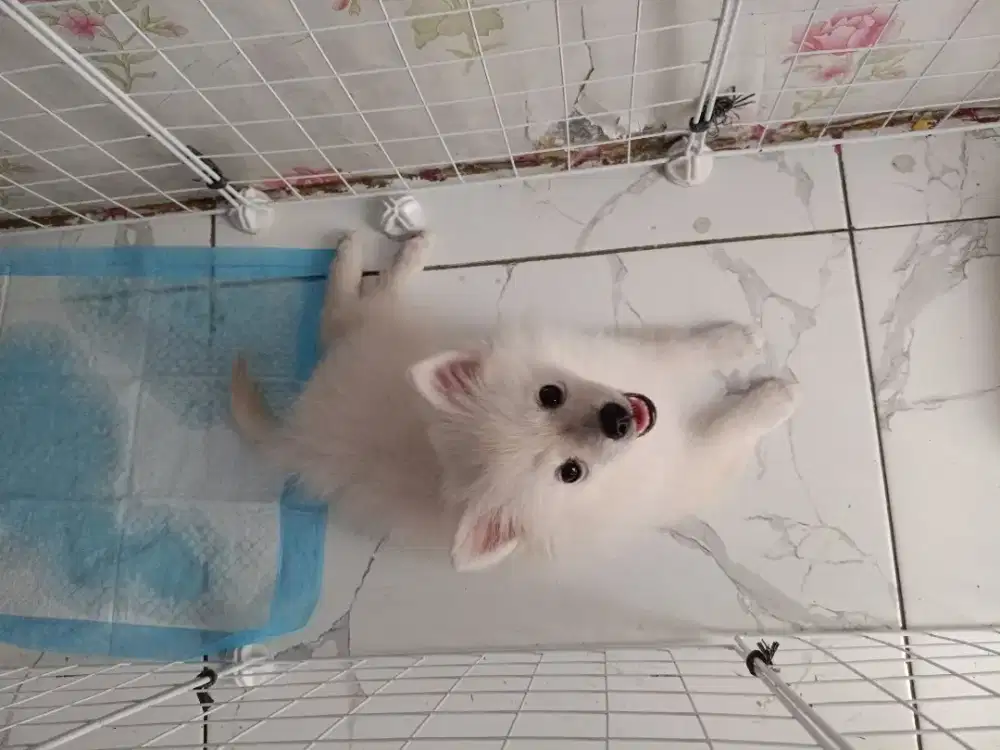 Di jual mini pom