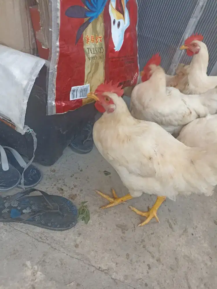 Ayam horn broiler