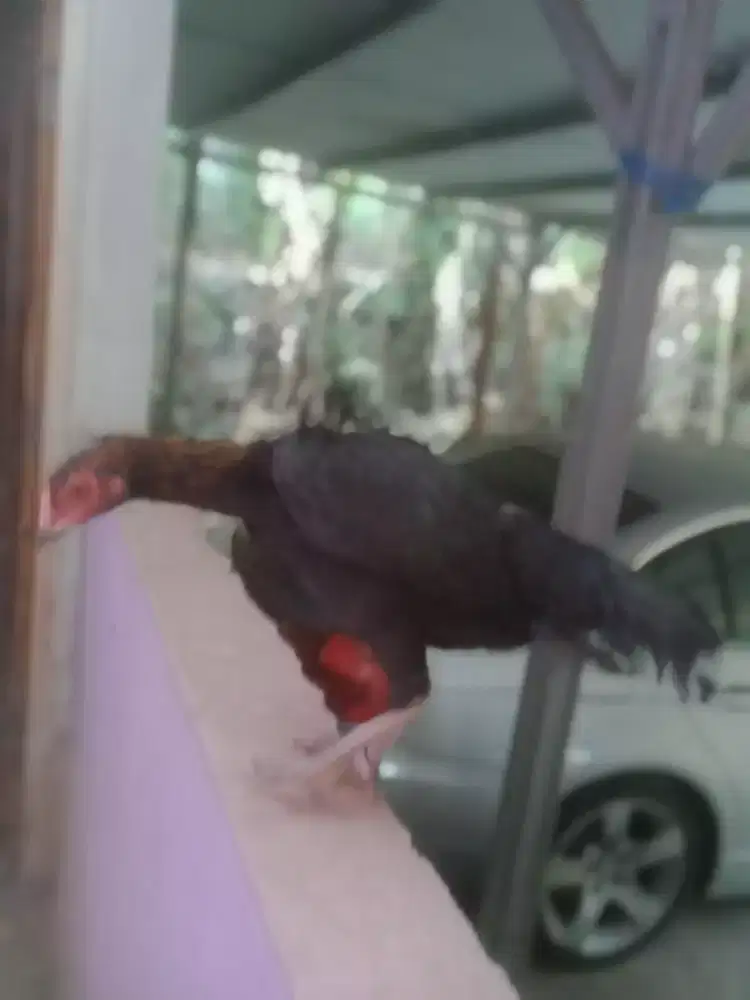 Ayam betina pakhoy bagus mantap muda brakot