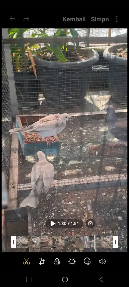 Burung puter pelung & lokal