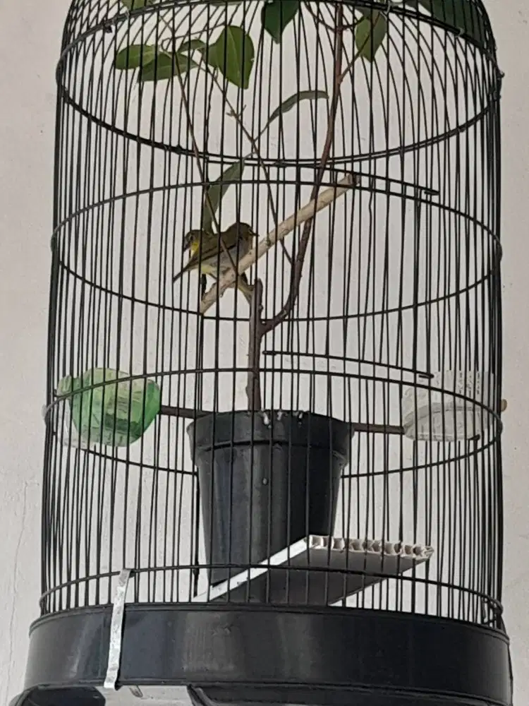 Burung Pleci Sepasang Jodoh