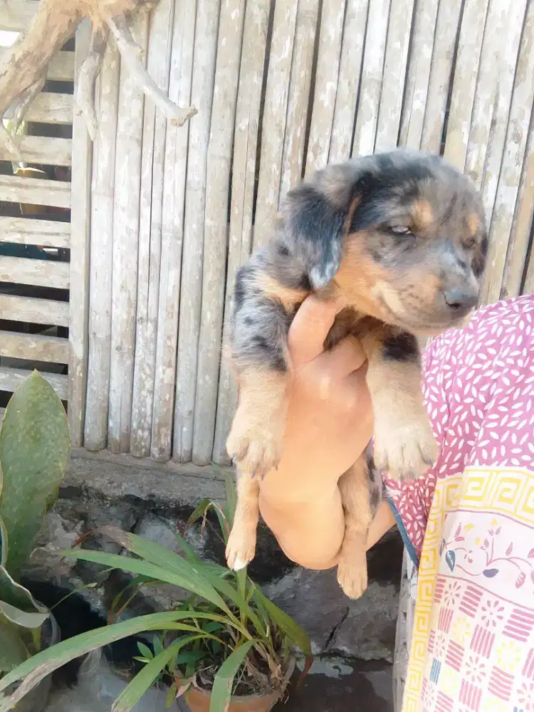 Anak anjing tekel datchun kecil lucu betina