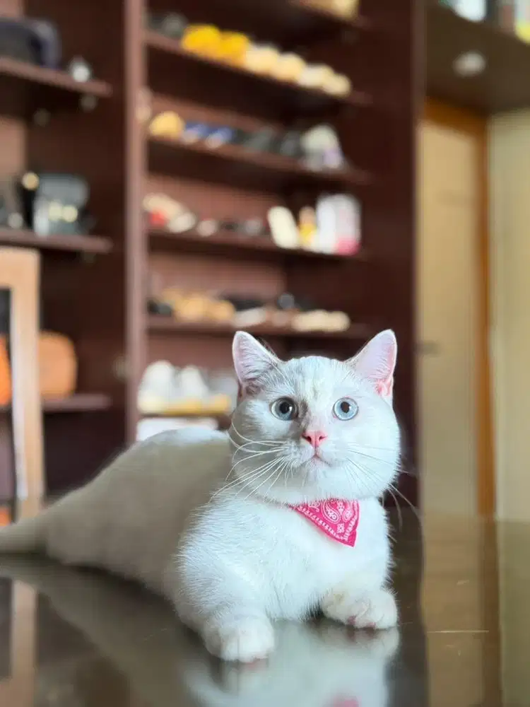 kucing munchkin cebol