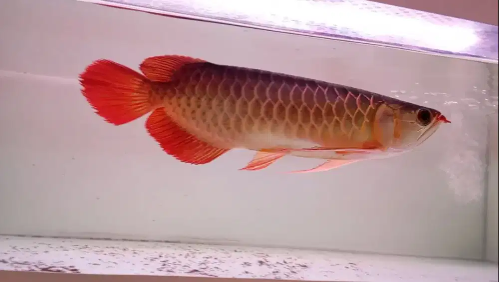 Arwana super red 34 cm