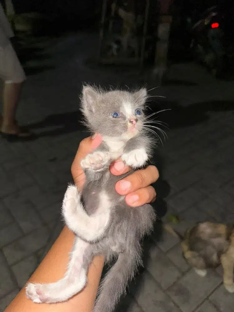 open adop kitten jantan persia