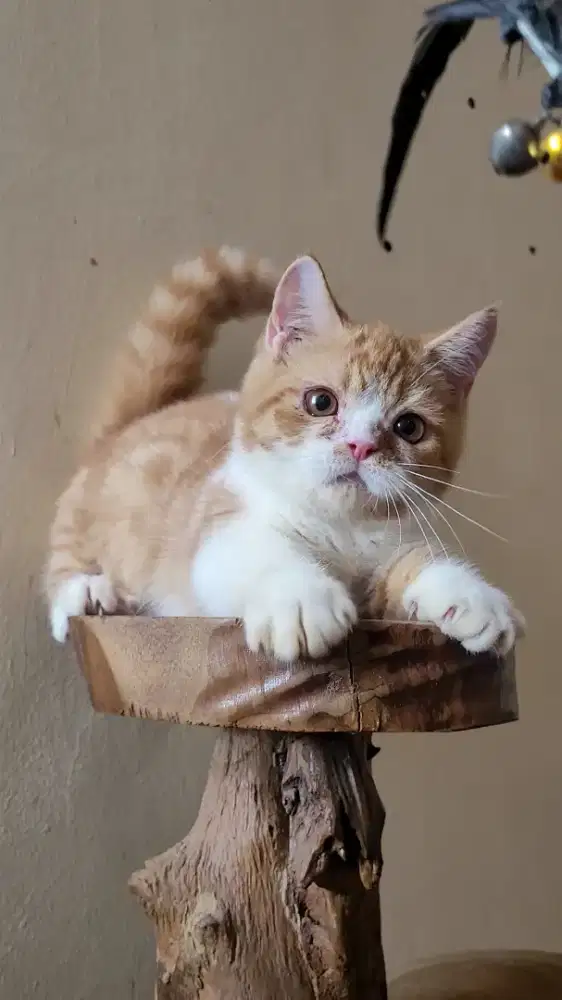 Munchkin BSH x Peaknose