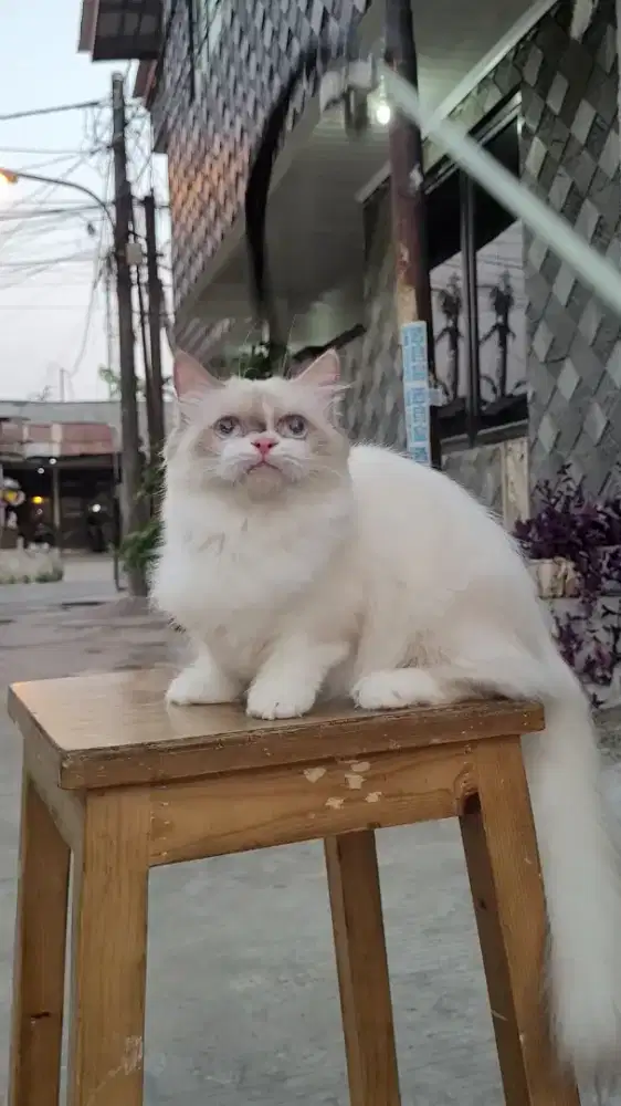 Munchkin Ragdoll
