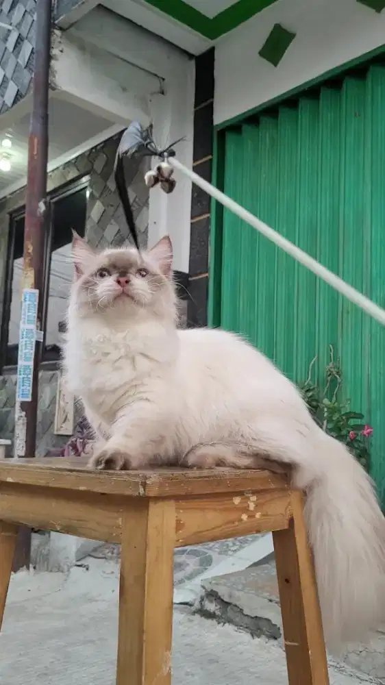 Munchkin Ragdoll