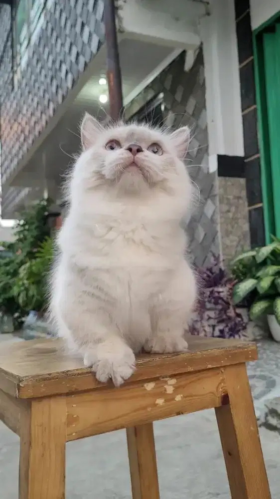 Munchkin Ragdoll