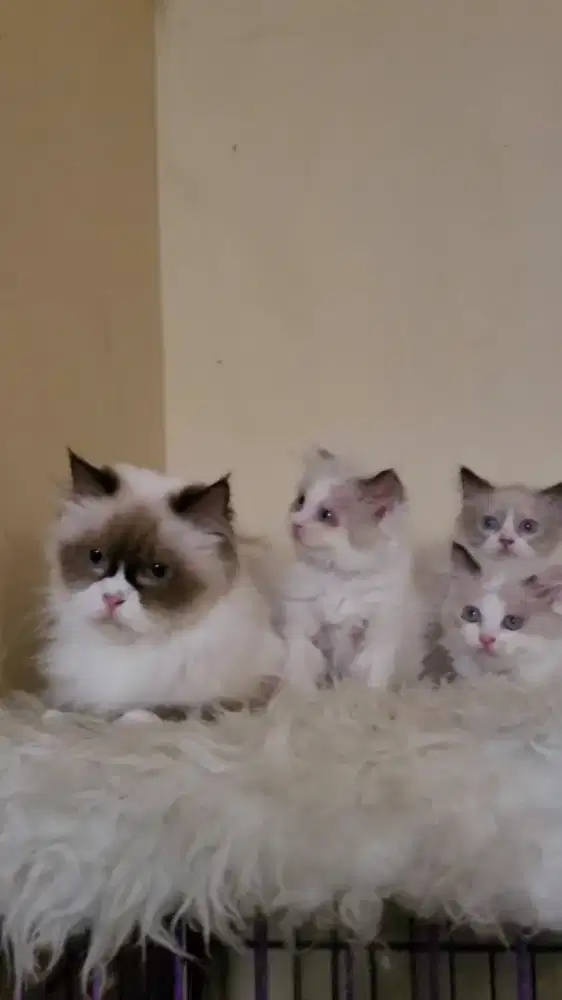 Ragdoll Purebreed