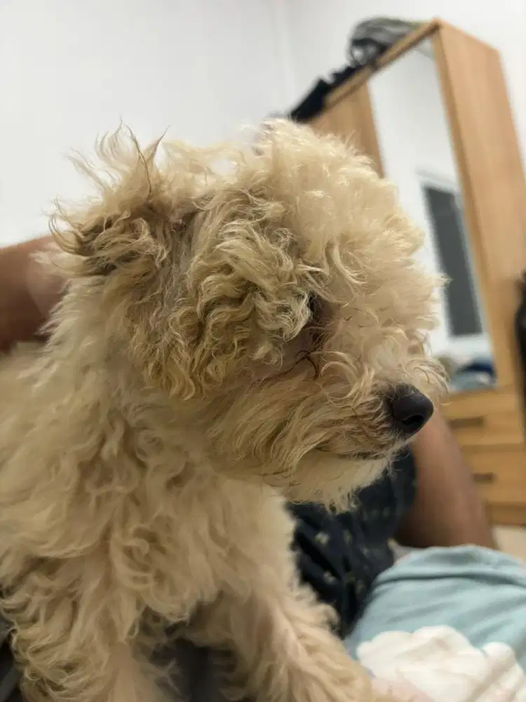 Poodle Puppy Anak Jantan