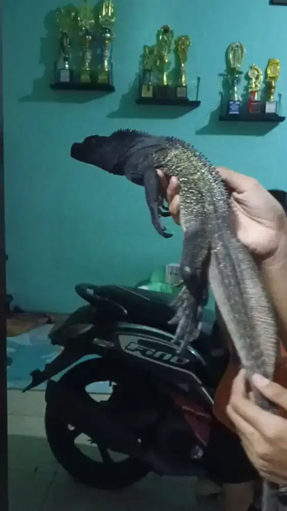 jual cepat aj nih hewan cakep