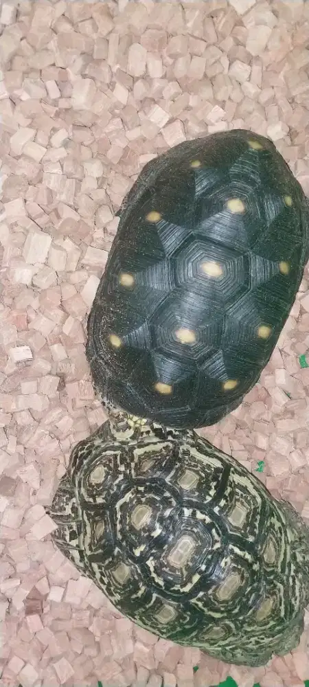 Dijual kura kura pardalis & redfoot