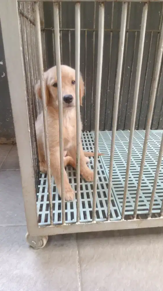 Golden retriever betina golden puppies puppy